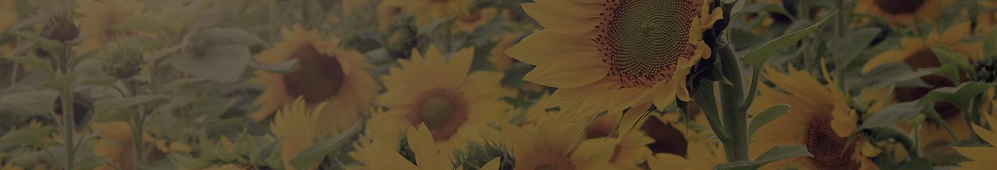 In Season: Autumn